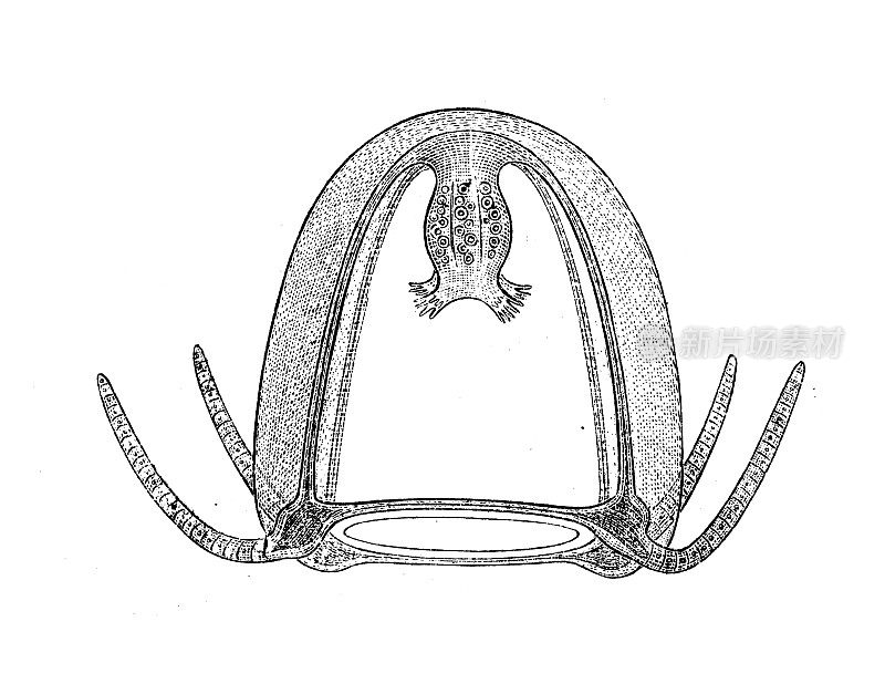 古董生物动物学图像:Podocoryne carnea